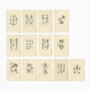 Illustrations d'Anatomie des Ligaments et des Articulations, 1839, Estampes, Set de 13