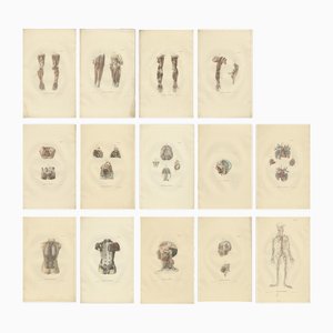 Anatomy Illustrations of Angiology, 1839, Estampes, Set de 14