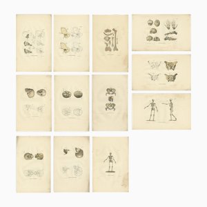 Anatomy Illustrations of Osteology, 1839, Estampes, Set de 12