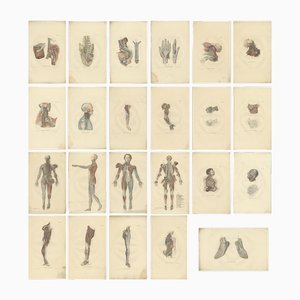 Anatomie Illustrationen des Nervensystems, 1839, Drucke, 23 . Set