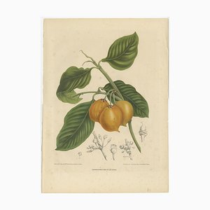 Berthe Hoola van Nooten, Citrus Decumana and Xanthochymus Dulcis, 1870, Paper, Set of 2