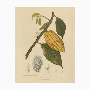 Berthe Hoola van Nooten, White Cacao Tree, 1875, Paper