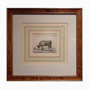 Van Troostwijk, Vache au Pâturage, 1810, Papier, Encadré