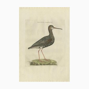 Sepp & Nozeman, Spotted Redshank, 1797, Paper