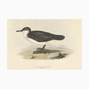 J. Gould, Dusky Shearwater Seabird, 1832, Carta