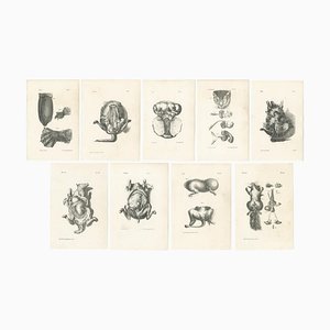Lejeune, Animal Anatomy, 1840, Prints, Set of 9
