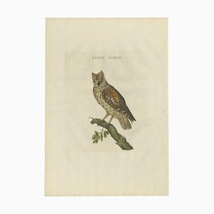 Sepp & Nozeman, Eurasian Scops Owl, 1809, Paper