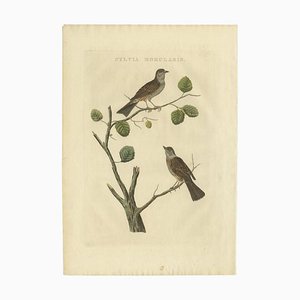 Sepp, Houttuyn & Nozeman, The Dunnock, 1829, Print