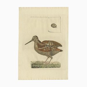Sepp & Nozeman, Bird Illustration of the Eurasian Woodcock, 1797, Print