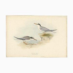 Gould, Little Tern, 1832, Paper