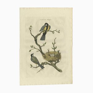 Sepp and Nozeman, Great Tit Bird with Eggs, 1789, Paper