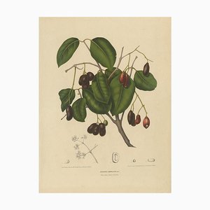Lithographie Hoola Van Nooten, Sizygium Jambolanum Java Prune, 1863
