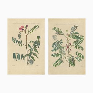 John Martyn, Cassia Barbadensis & Marilandica Botanical Prints, 1728, Set of 2