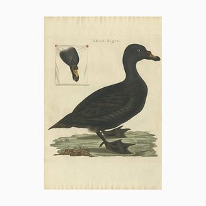 Sepp & Nozeman, Common Scoter, 1809, Paper