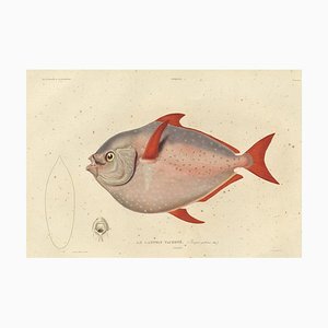 Mondfisch, 1842, Papier