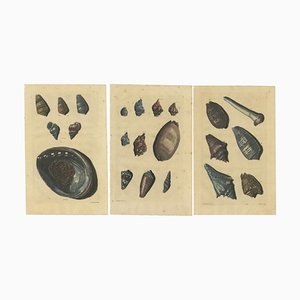 François Valentyn, Conchiglie e molluschi, 1726, set di 3