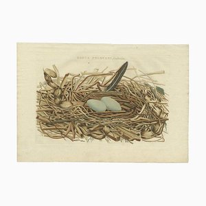 Bird Nest of the Great Black Cormorant, 1770, Paper