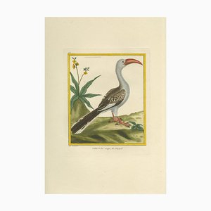 Martinet, Calao à Bec Rouge, 1770, Gravure Colorée à la Main