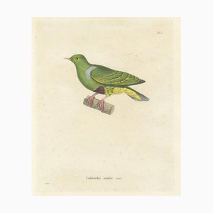 Prêtre, Ornithological Illustration of the Male Dwarf Pigeon (Colombe Naine), 1838, Print