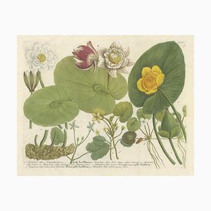 Water Lilies and Pond Plants, 1748, Print