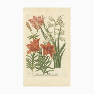 Johann Weinmann, Botanical Elegance, 1748, Print