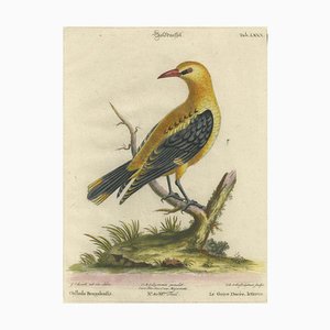 Seligmann, Regal Golden Thrush Perched, 1749, Print