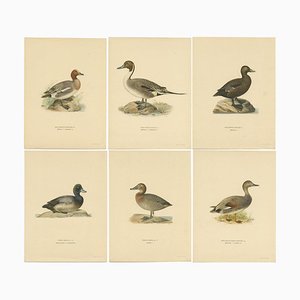 Von Wright, Duck Illustrations, 1920, stampe, set di 6