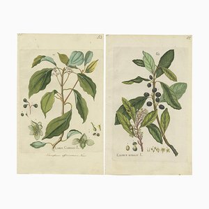 A. Happe, Camphor Laurel and Noble Laurel, Set of 2