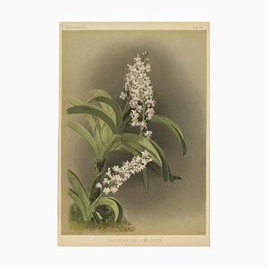 Orchidée Saccolabium Coeleste Lavande-Blanche, 1888, Impression