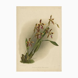 Orchid Odontoglossum Wattianum, 1888, Print