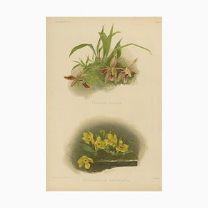 Victorian Botanical Orchid Print Two Exotic Varieties, 1888, Paper