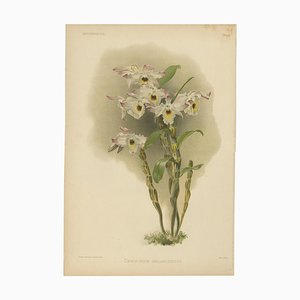 After Henry Moon, Orchid Dendrobium Melanodiscus, 1888, Print