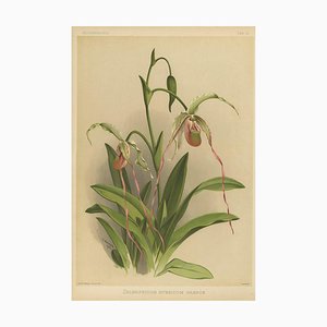 Joseph Mansell, Orchid Selenipedium Hybridum Grande, 1888, Paper