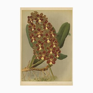 H. Moon, Red and Gold Orchid, Odontoglossum Coronarium, Reichenbachia, 1888, Print