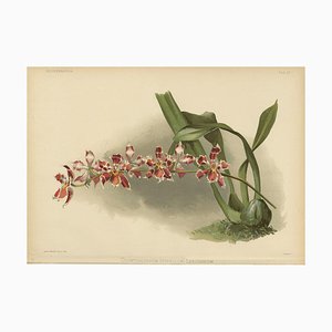 Henry Moon, Orchid Odontoglossum Hybridum Leroyanum, 1888, Paper