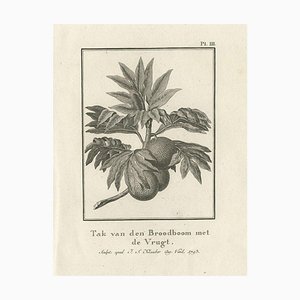 James Cook, Breadfruit Tree, 1803, Paper