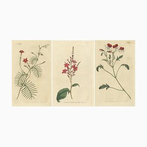 Curtis, Crane's Bill, Leadwort, Ipomoea, 1794, Prints, Set of 3