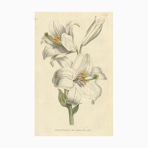 William Curtis, Litium Candidum ou White Lily, 1794, Impression