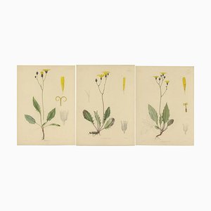 Carter, Botany Illustrations H. Marshalli and Other Flowering Plants, Ink, Set of 3