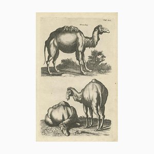 Dromedary, 1657, Paper