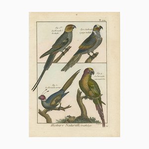 Bernard, Four Parakeets, 1792, Original Colored Copper Engraving
