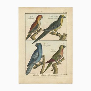 Robert Bernard, 4 Parrots, 1792, Print
