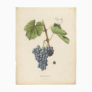 Charles Node-Saint-Ange and Louis Combes, Grenache Alicante Grape Variety, 1890, Lithograph on Paper