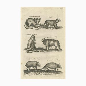 Johnston, Animals of the Guenon & Armadillo Species, 1657, Engraving