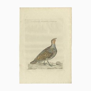 Sepp, Houttuyn & Nozeman, Female Grey Partridge, 1789, Print
