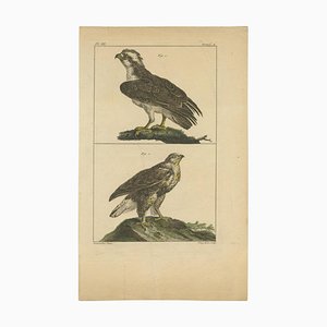 Vangelisti, Birds of Prey, 1820, Print