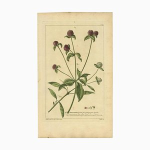 Philip Miller, Amaranthoides, 1755, Paper