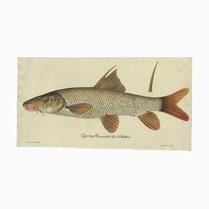 Baron von Meidinger, Cyprinus Barbus' or Common Barbel, 1785, Print