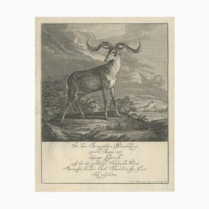 Johann Elias Ridinger, Engraving of a Deer, 1745, Paper