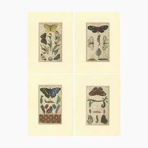 Gottlieb Tobias Wilhelm, Farfalla, Bruchi e pupe, Carta, set di 4